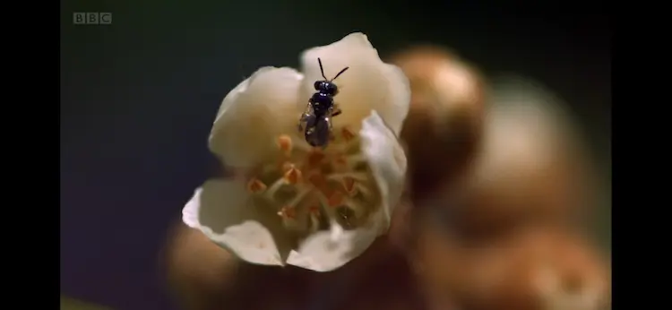 Stingless bee sp. () as shown in Africa - Congo